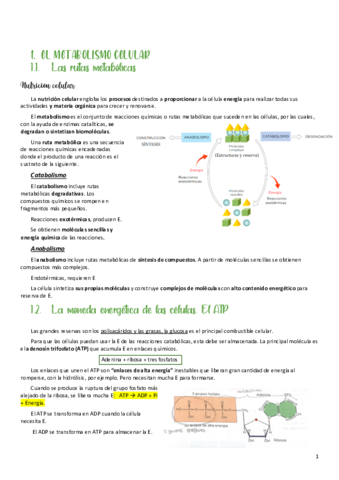 organizacion-celular-y-tejidos2.pdf