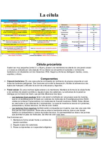 Resumen-de-la-celula-.pdf
