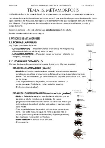 Tema-16-Metamorfosis.pdf