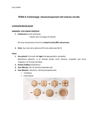 TEMA-6-Embriologia-i-desenvolupament-del-sistema-nervios.pdf