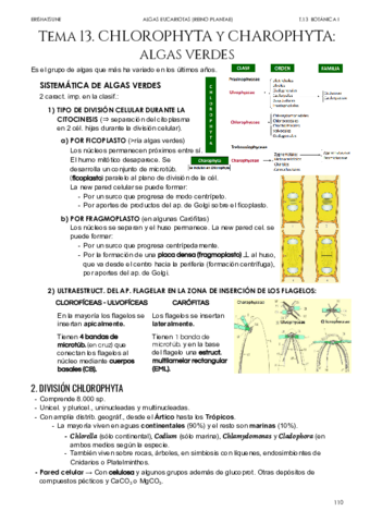 Tema-13-Chlorophyta-y-Charophyta.pdf