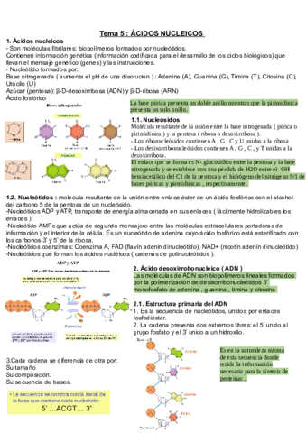Tema-5-Acidos-nucleicos.pdf