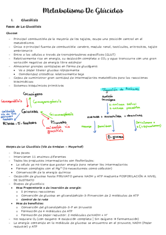 2.2 - Metabolismo de Glucidos.pdf