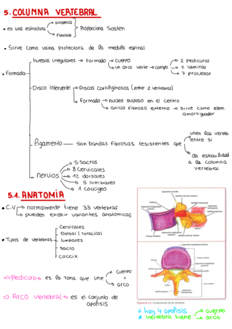 Apuntes--Punto-5--Columna-.pdf