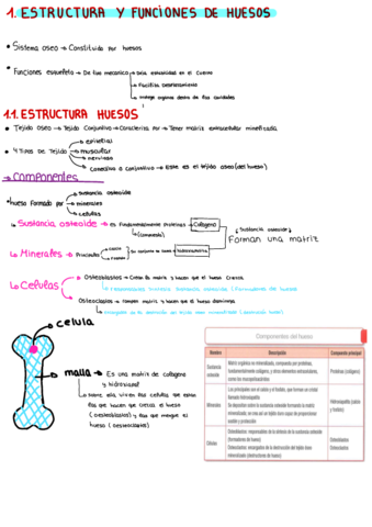 Apuntes--Punto-1-4-Craneo.pdf