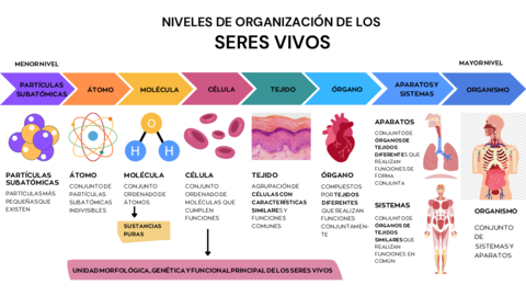 NIVELES DE ORGANIZACIÓN DE LOS SERES VIVOS.pdf
