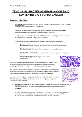 TEMA-10-B-BACTERIAS-GRAM-POSITIVAS-CON-BAJO-CONTENIDO-G-C-Y-FORMA-BACILAR.pdf