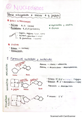 Bioquimica-II Resumido COMPLETO.pdf