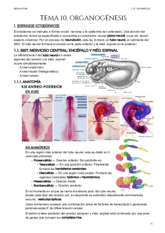 Tema-10-Organogenesis.pdf