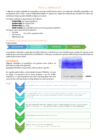 TEMES-5-I-6-HIBRIDACIO-I-PCR.pdf