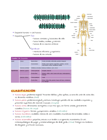 Esqueleto-axial-apuntes.pdf