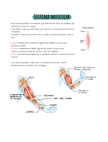 sistema-muscular-apuntes.pdf