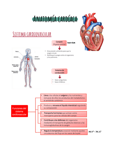 Anatomia-cardiaca.pdf