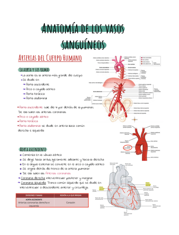 Anatomia-de-los-vasos-sanguineos-2.pdf