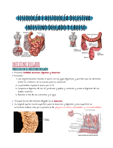 Intestino-delgado-y-grueso.pdf
