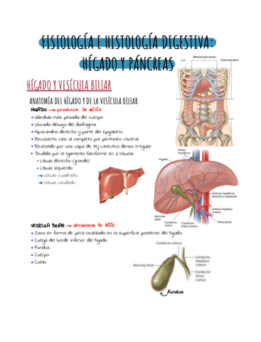 Higado-y-pancreas-.pdf