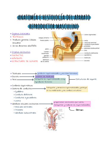 Anatomia-aparato-reproductor-masculino-.pdf