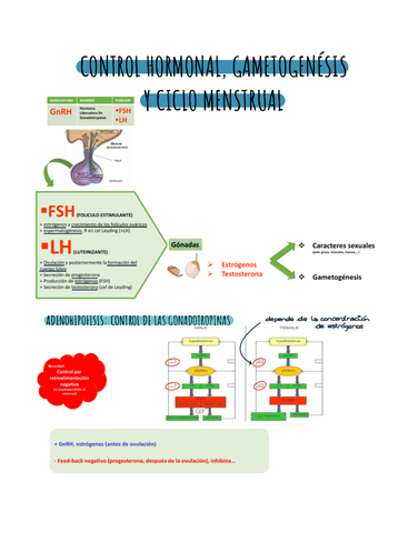 Hormonas.pdf