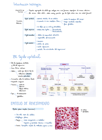 Epitelios-de-revestimiento-T15.pdf