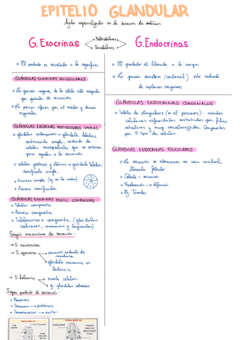 Epitelio-glandular-T16.pdf