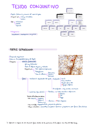 Tejido-conjuntivo-T17.pdf