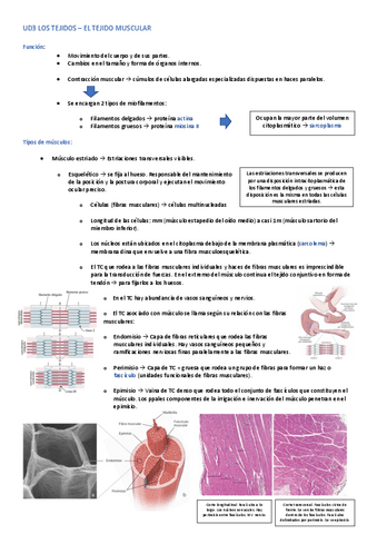 UD3-TEJIDOS-TEJIDO-MUSCULAR.pdf