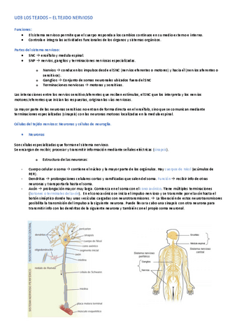 UD3-LOS-TEJIDOS-TEJIDO-NERVIOSO.pdf