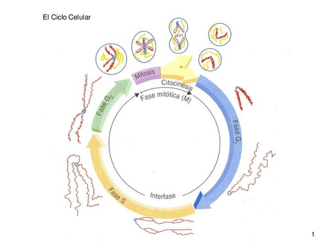 Mitosis y Meiosis-4 ESO