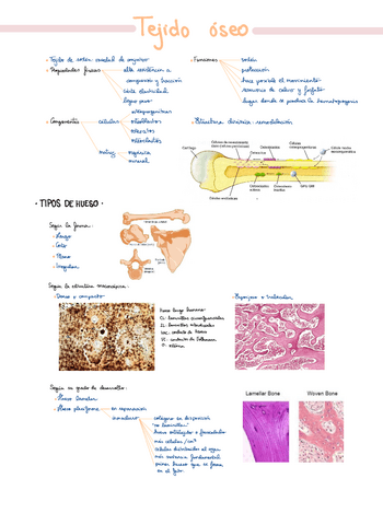 Tejido-oseo-T20.pdf