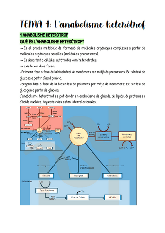 T4-BIo.pdf