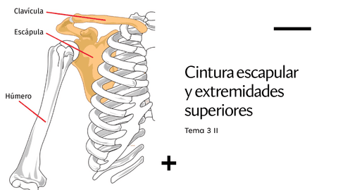 Tema-3-procesos-Cintura-escapular.pdf