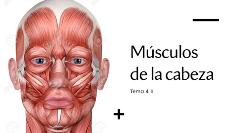 tema-4-musccabeza.pdf