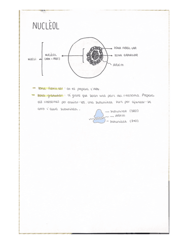 NUCLEOL.pdf