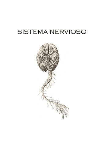 SISTEMA-NERVIOSO.pdf
