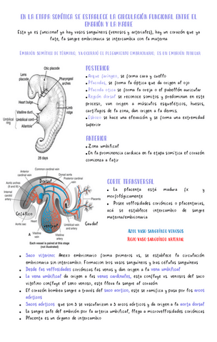 sist-circulatorio-embrion.pdf