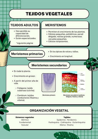 tejidos-vegetales.pdf