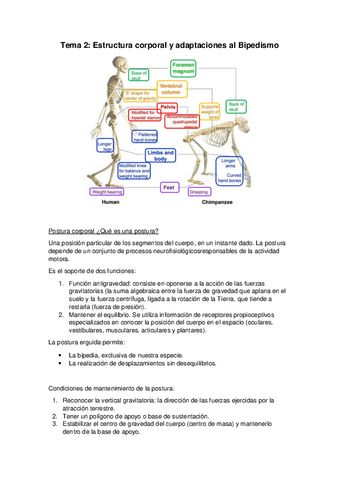 Tema-2-ANTRO.pdf