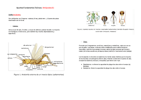 Artropodos-II-Apuntes-Fundamentos-Teoricos-.pdf