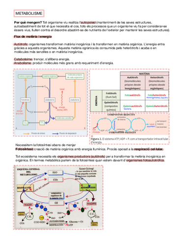 Metabolisme-II.pdf