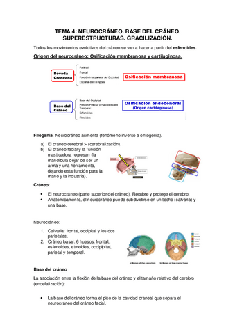 TEMA-4-ANTRO.pdf