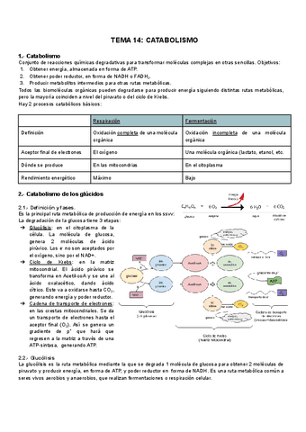 TEMA-14-Catabolismo.pdf