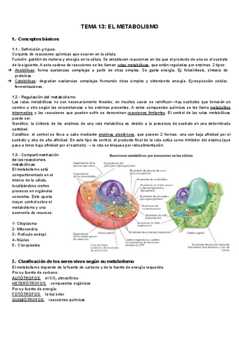 TEMA-13-METABOLISMO.pdf