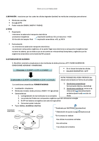 TEMA-10-CTABOLISMO-YO.pdf