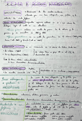 tema-5-acidos-nucleicos.pdf