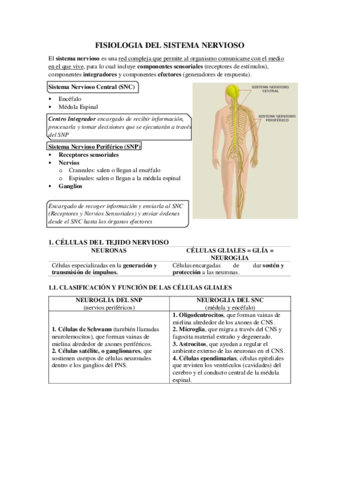 FISIOLOGIA DEL SISTEMA NERVIOSO.pdf