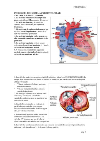 FISIOLOGÍA DEL SISTEMA CARDIOVASCULAR.pdf