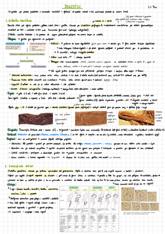LipPau-Sani-AUS-.pdf