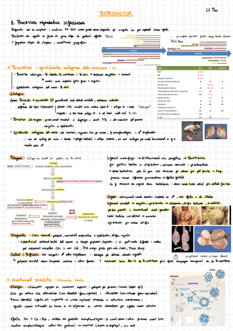 LilPau-Sani-II-REMUGANTS-.pdf