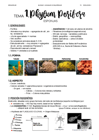 Tema-1-Phylum-Porifera.pdf