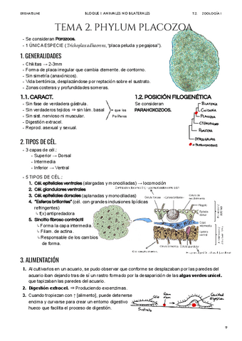 Tema-2-Phylum-Placozoa.pdf